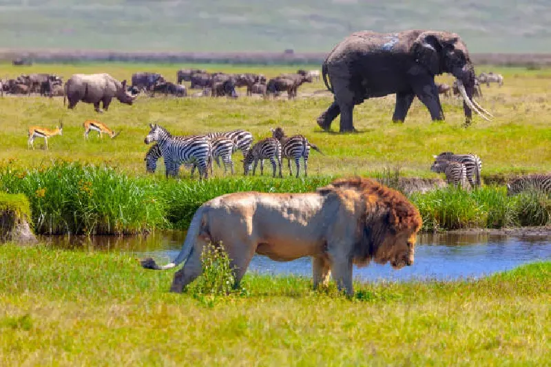Serengeti-Nationalpark, Tansania