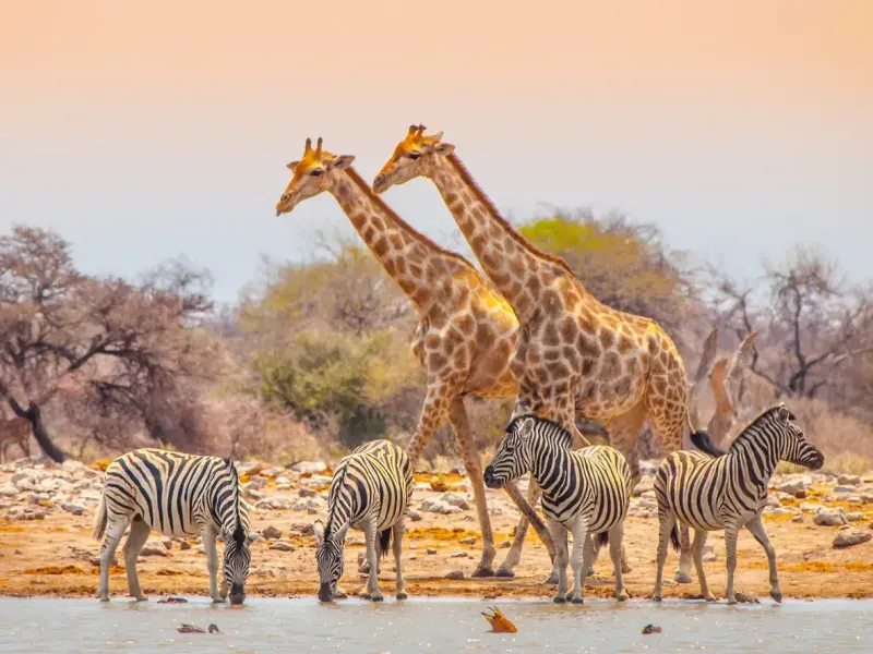 Highlights of Namibia Group Tour