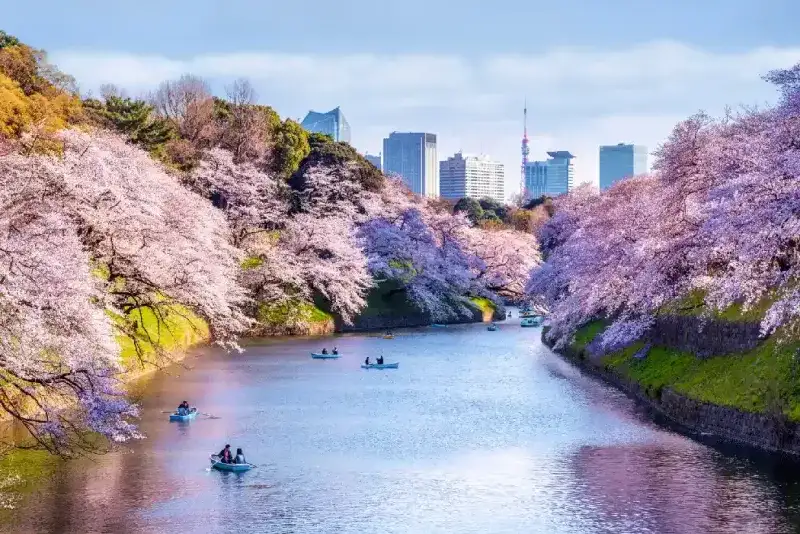 Cerezos en flor sakura y barcos en el Parque Chidorigafuchi. Tokio, Japón.