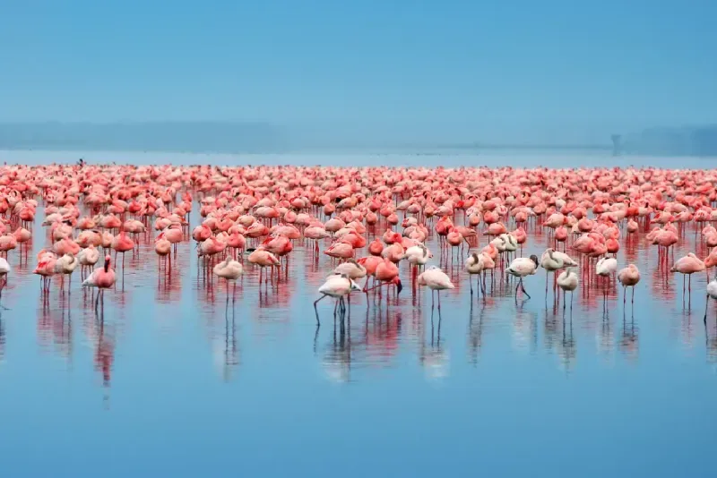 Unforgettable Kenya Safari Tour