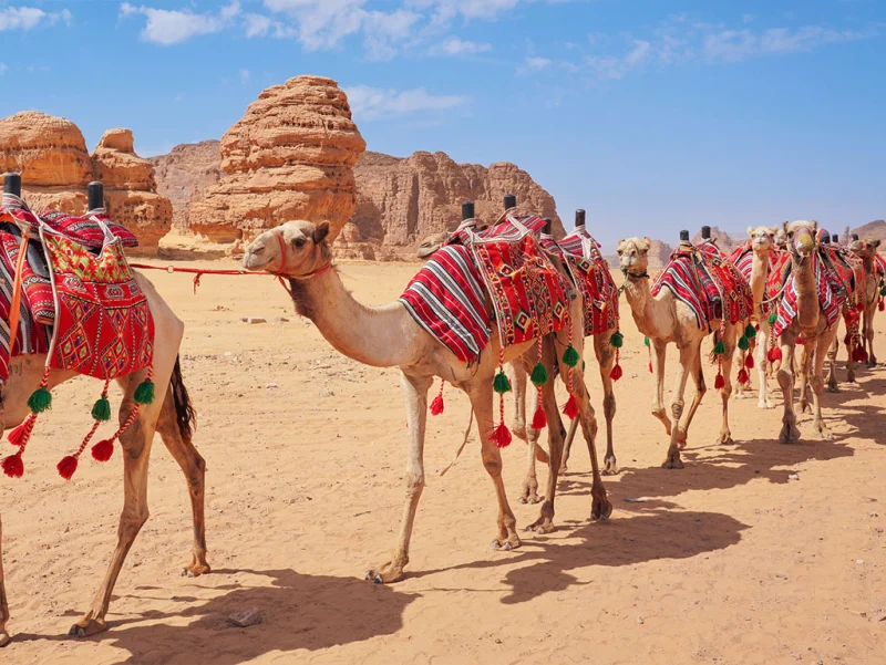 Al Ula Tours | Trips to Jeddah | Al Ula Tour Package Al Ula Tours | Trips to Jeddah | Al Ula Tour Package
