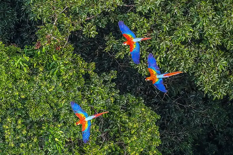 Amazon River Cruise: Amazon Jungle Cruise From Manaus