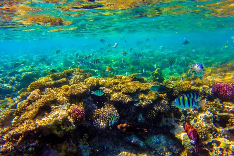 i pesci vivono e nuotano nell'acqua blu a Sahl Hasheesh, sahl hasheesh