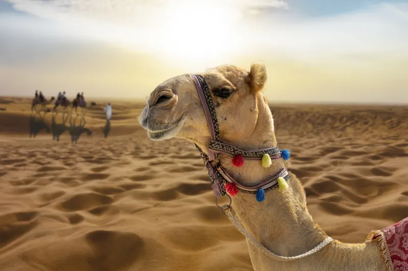 8-Day Egypt Desert & Cultural Tour: Cairo, White Desert & Minya 8-Day Egypt Desert & Cultural Tour: Cairo, White Desert & Minya