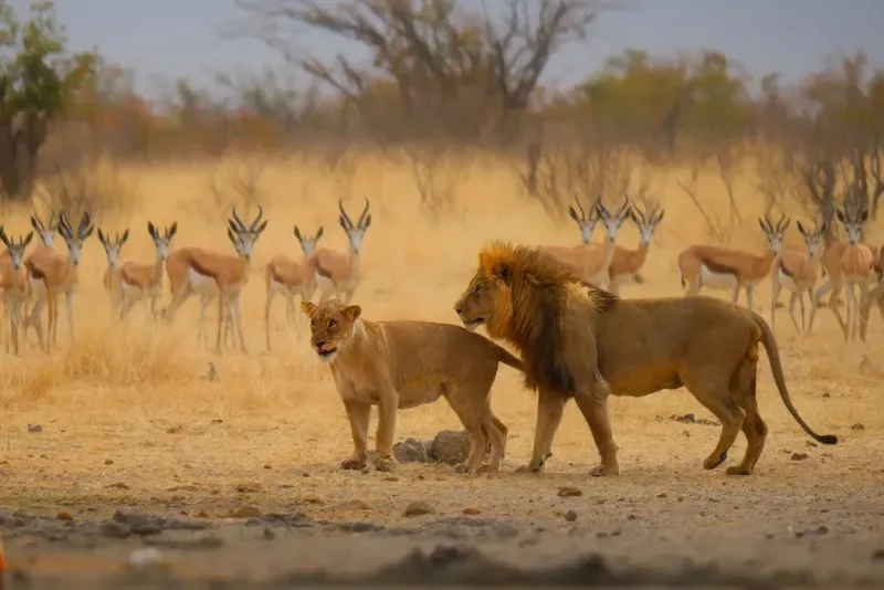 Extended Namibia Fly-in Safari