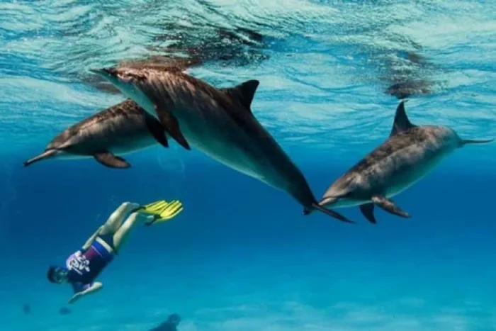 Dolphin House Tour in Marsa Alam (Sha’ab Samadai)