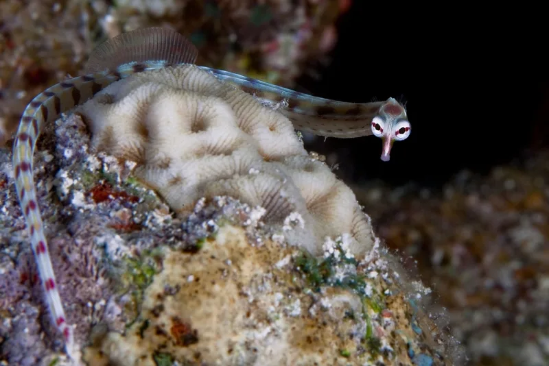 紅海の下、アカバ、ヨルダン