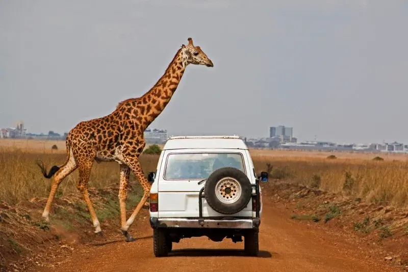 Masai giraffe crossing with Nairobi skyline backdrop.