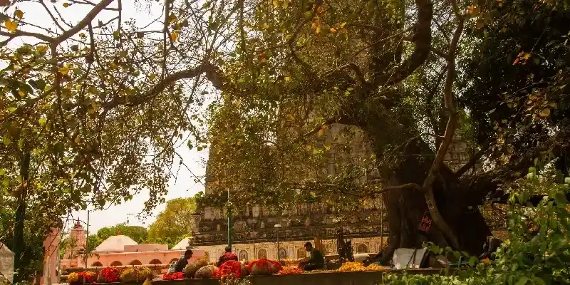 Sri Maha Bodhi, Sri Lanka.