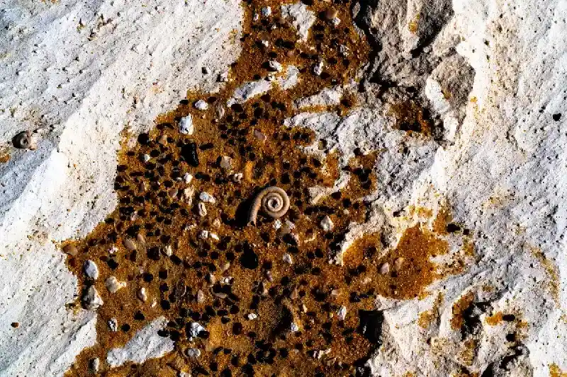 Nahaufnahme eines spiralförmigen Meeresfossils