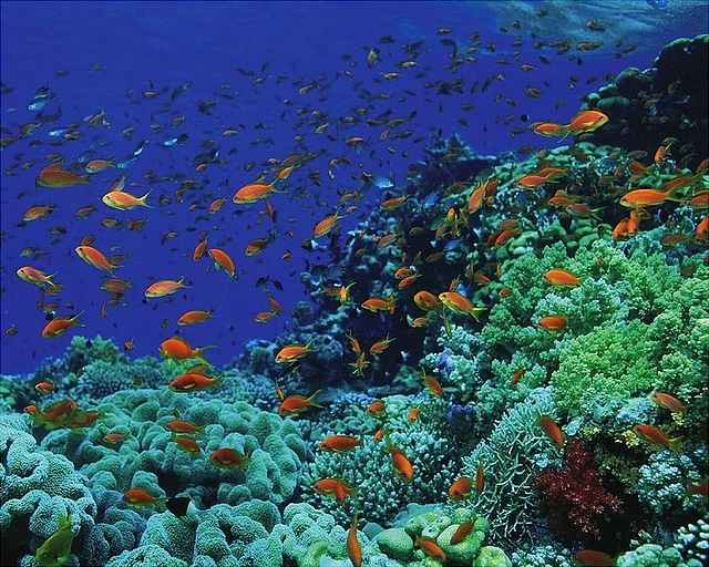 Underwater Life, Sharm El Sheikh