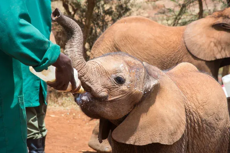 Baby African elephant drinking milk at a wildlife orphanage