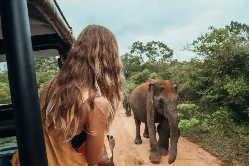 Mujer joven y feliz en un safari de lujo observando elefantes que caminan cerca. 