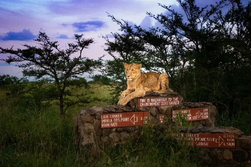 Female lion sitting on Nairobi National Park sign