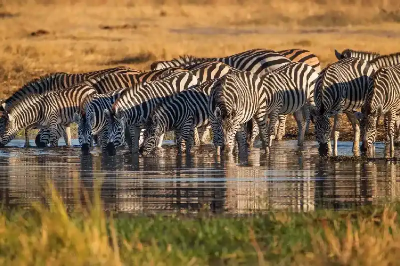 Zebras in Lake Manyara National Park