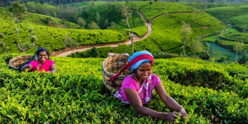 Plantación de té en Sri Lanka.