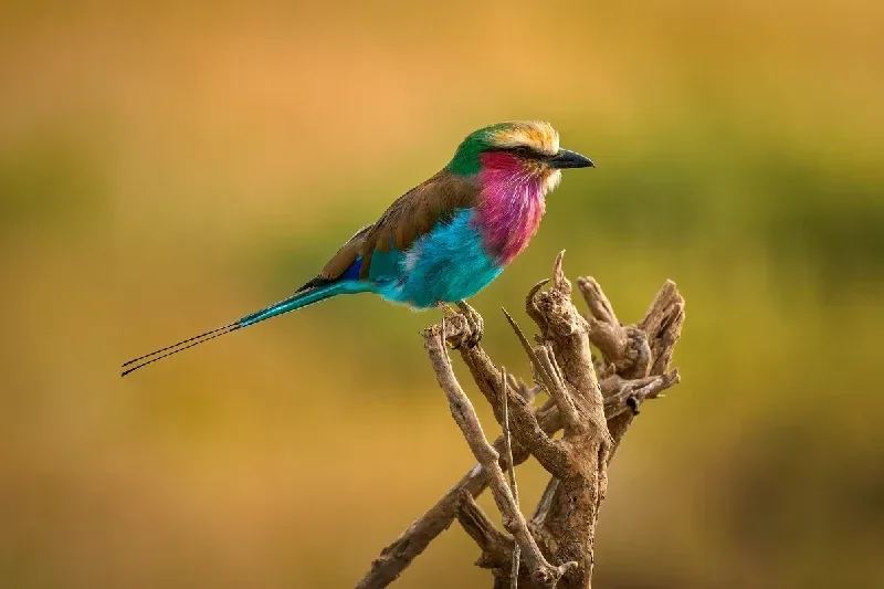 A lilac-breasted roller bird in Amboseli National Park