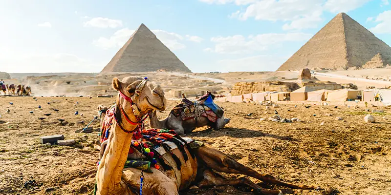 Camels resting near the Pyramids of Giza in Cairo, Egypt, with the desert landscape in the background.