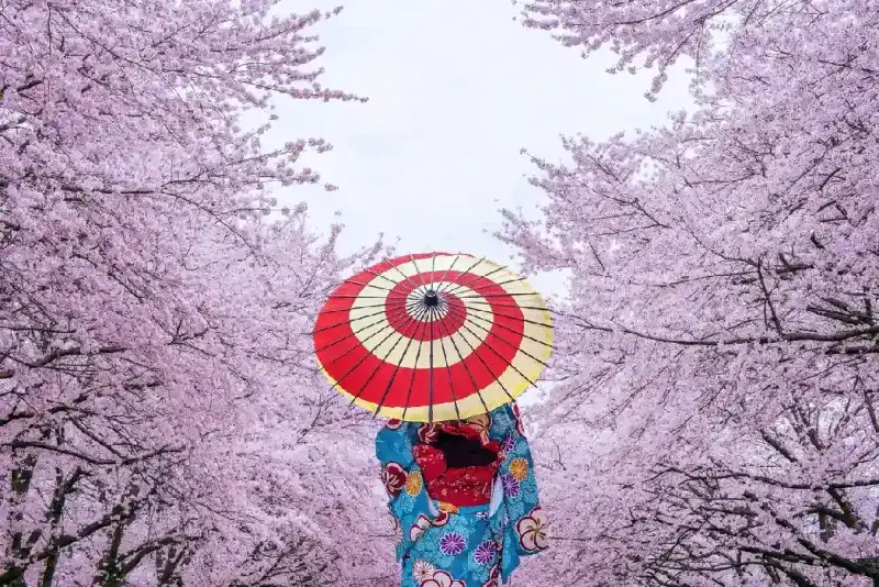 Mujer asiática vistiendo un kimono tradicional japonés con flores de cerezo en primavera, Japón