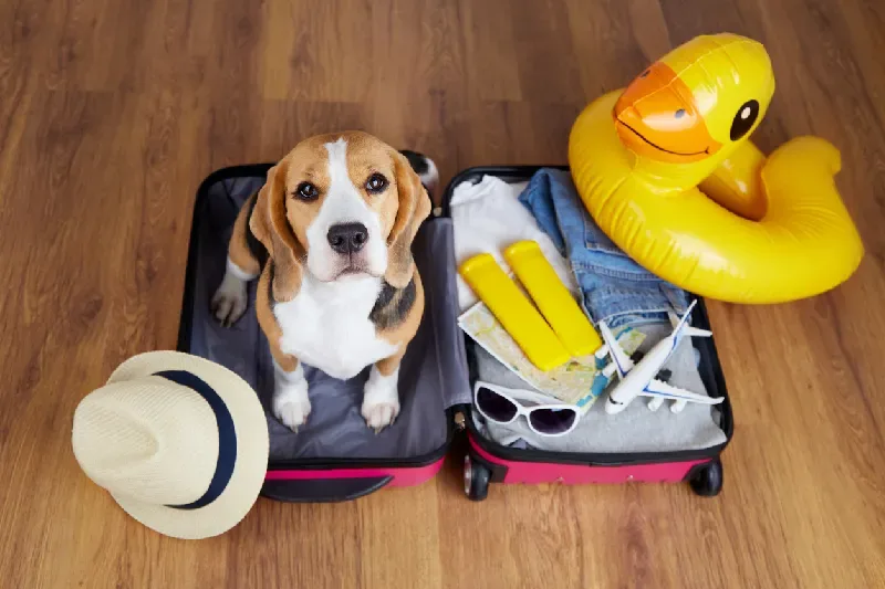 Beagle-Hund sitzt in einem Koffer mit Sommerreise-Zubehör