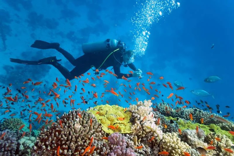 Scuba diver exploring a vibrant coral reef surrounded by colorful tropical fish in the Red Sea, Sharm El Sheikh, Egypt.