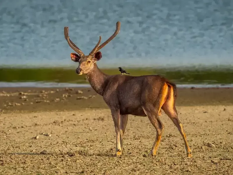 Parco ranthambore , ranthambore india 