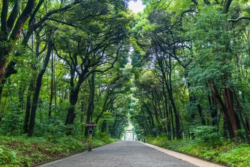caminho-arborizado-do-santuario-meiji-em-toquio-com-um-torii-ao-fundo
