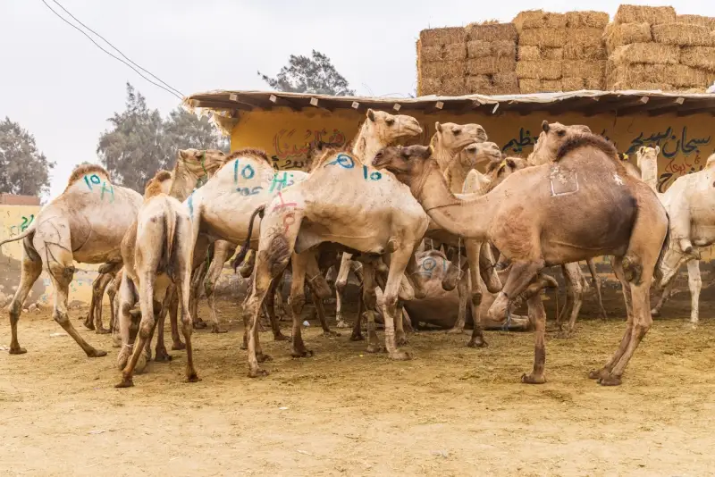 Camels for sale, Birqash Camel Market