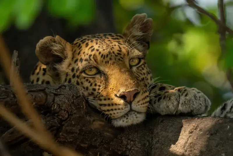 Luxury Guided Tour of Victoria Falls & Chobe