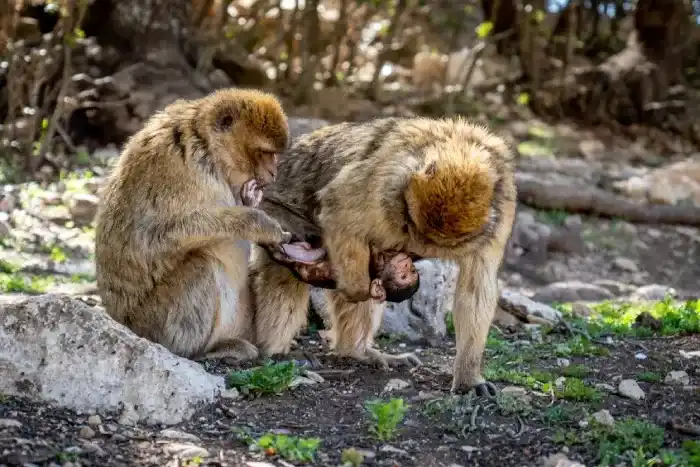 Two Monkeys with Baby in Cedar Forest of Ifrane