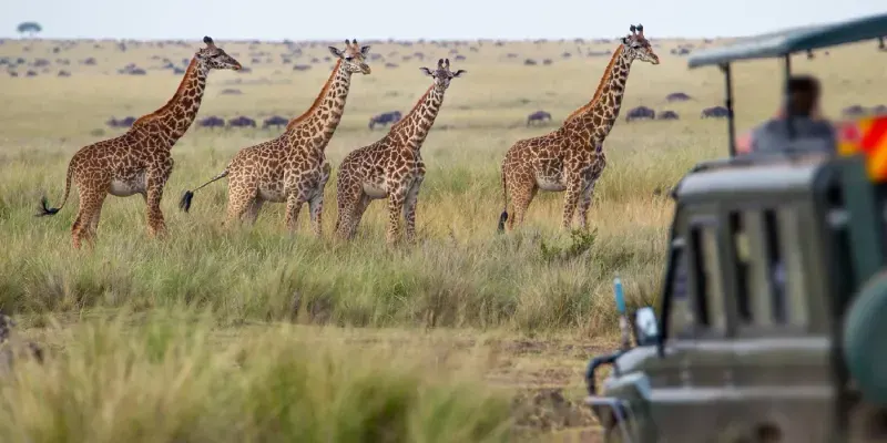 A giraffe family roaming the plains of Masai Mara National Reserve