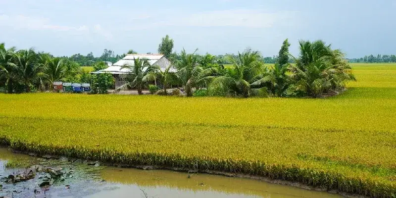 Agricultores trabajando en un campo de arroz en la provincia de An Giang, en el Delta del Mekong, al sur de Vietnam.