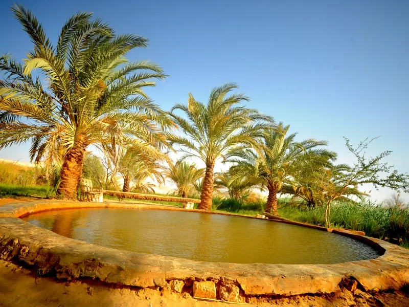 Bahariya Oasis Egypt