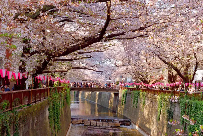 Best Time to Visit Tokyo