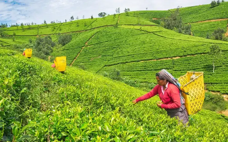 tè Sri Lanka