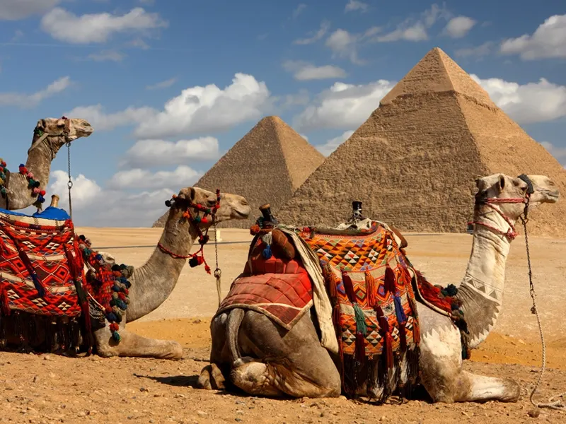 Camels around the Pyramids