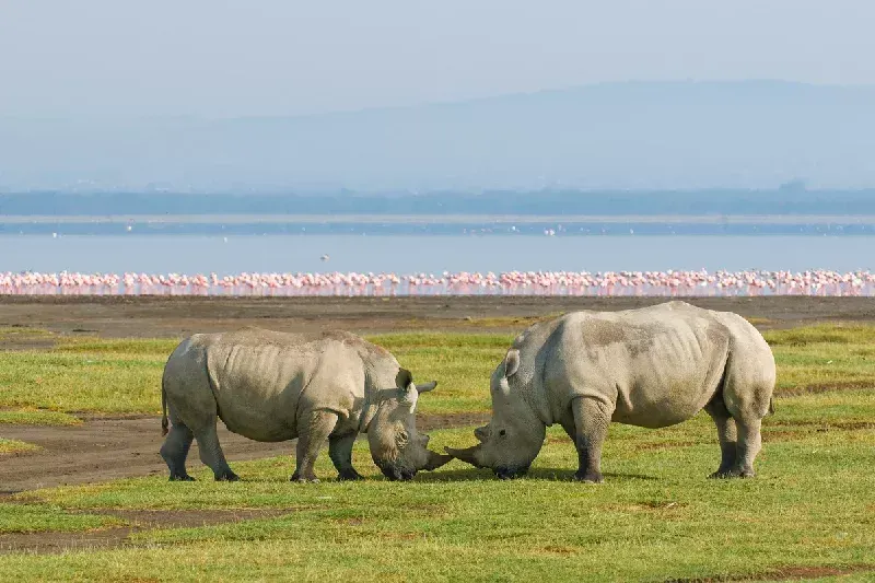 Beauty of Egypt and Kenya Tour 