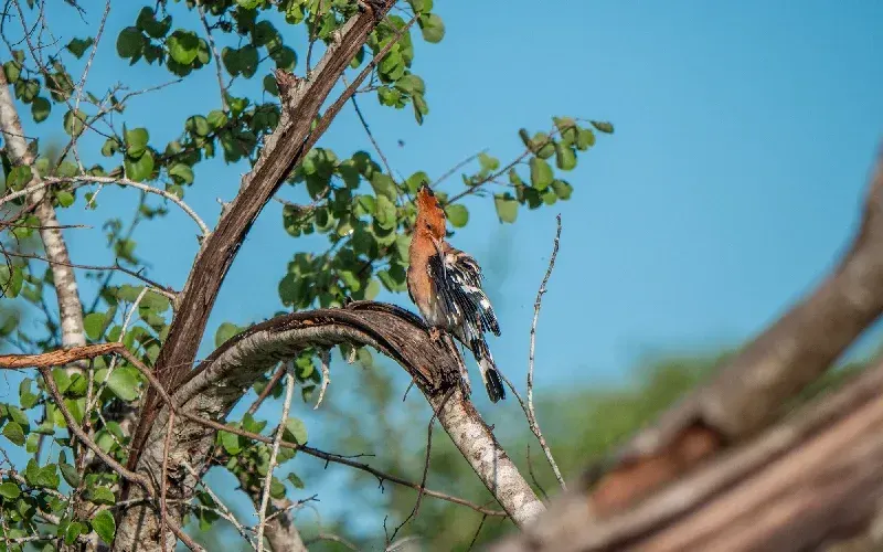 Parco Nazionale di Udawalawe