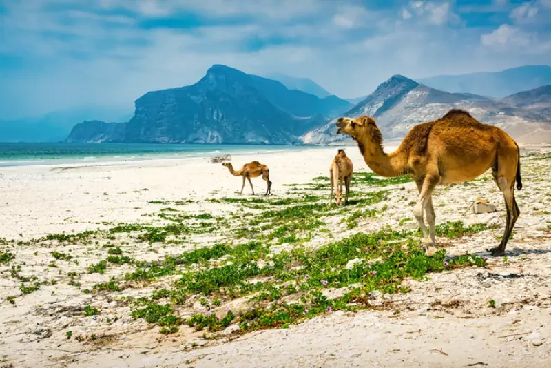  Dhofar Oman | Things To Do In Salalah Oman | Salalah In Oman
