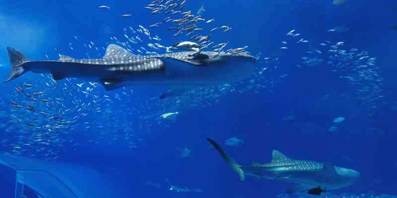 Acquario Churaumi Okinawa