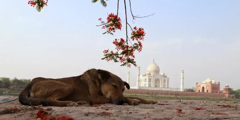 Un perro duerme en la pared de Mehtab Bagh.