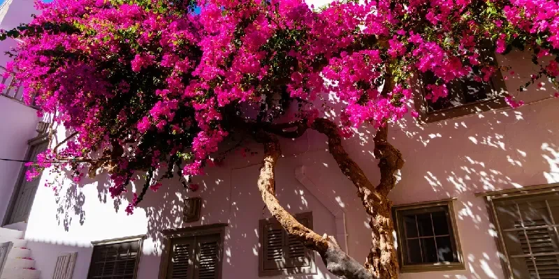 buganvillas-de-colores-colgando-sobre-un-edificio-blanco-en-hydra-grecia