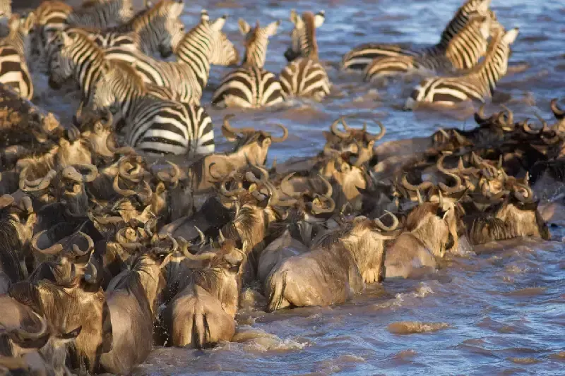 Wildebeest and zebras crossing a river during the Great Migration