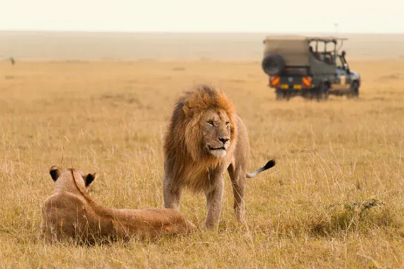 Lion Couple in Masai Mara