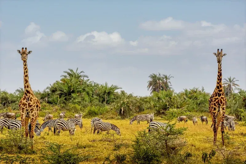 A giraffe with zebras and wildebeest in Kenya’s savannah.