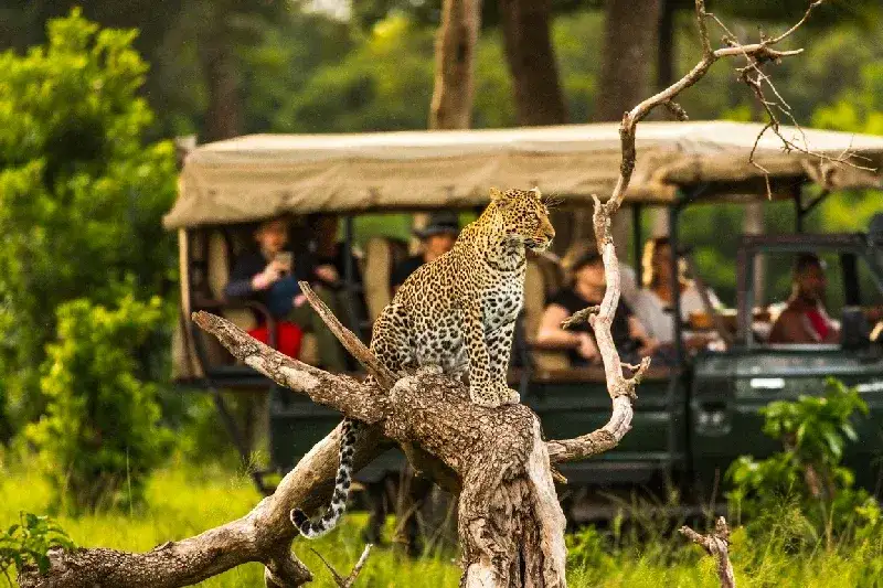 Watching Leopard during Safari in Masai Mara