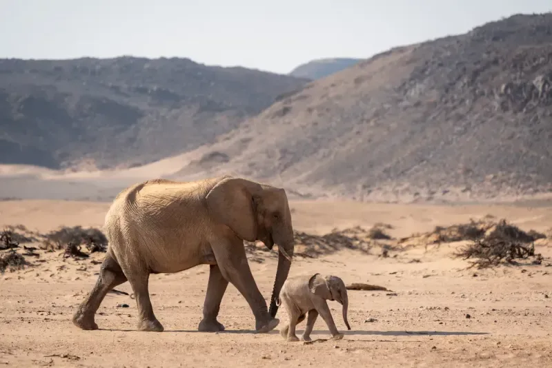 Highlights of Namibia Group Tour