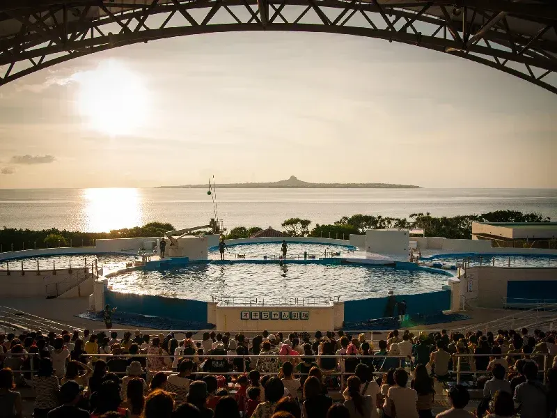 Okinawa Acuario Churaumi: Experiencia Imperdible Japón