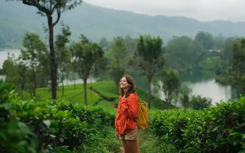 Piantagioni Tè, Sri Lanka