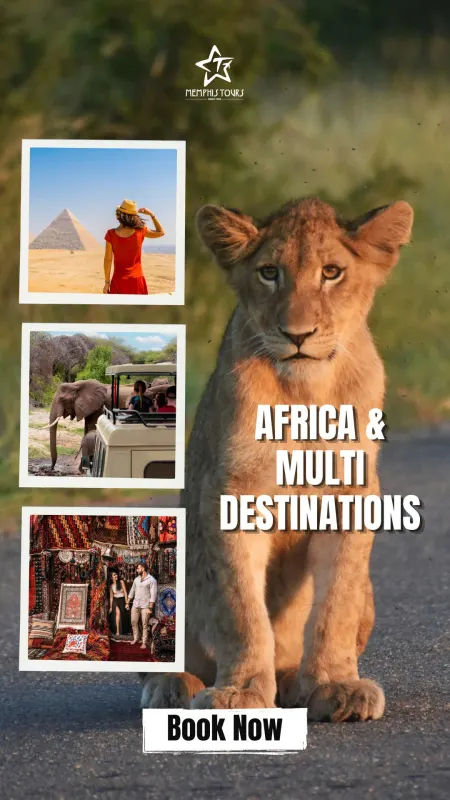 Lion cub on a road in Africa with travel images showing the Pyramids of Giza, an elephant safari, and a colorful market in Morocco